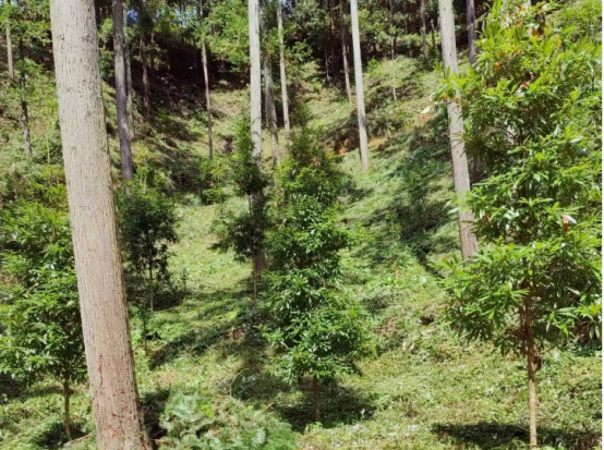 琵琶丘工區(qū)：三明市森林質(zhì)量精準提升工程業(yè)務(wù)培訓(xùn)現(xiàn)場示范